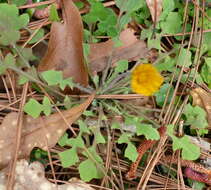 Image of Dwarf dandelion