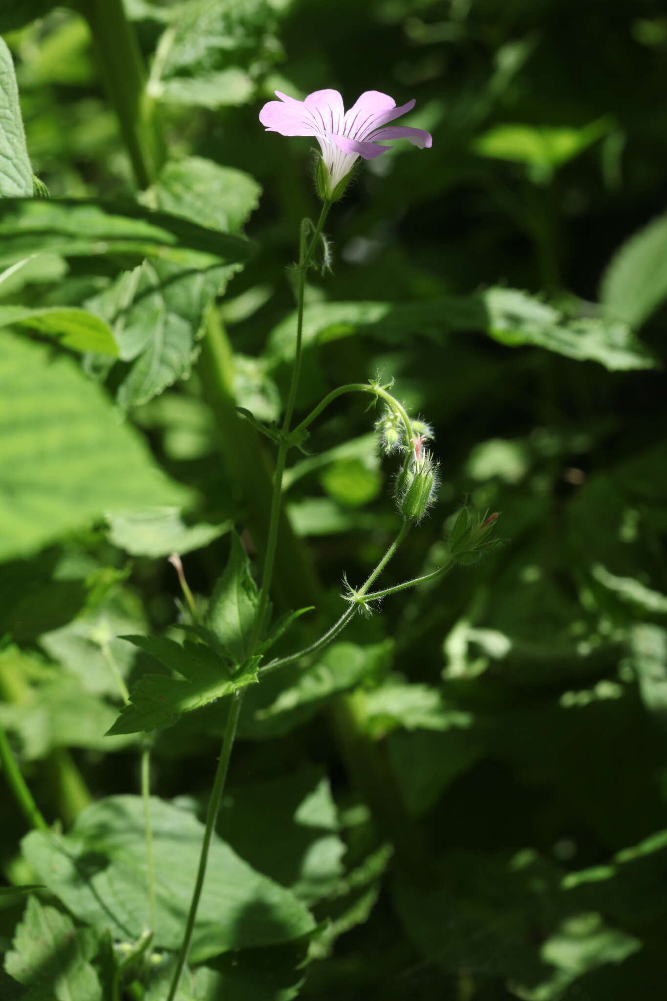 Image of Geranium gracile Ledeb. ex Nordm.