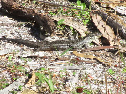 Слика од Egernia napoleonis (Gray 1838)