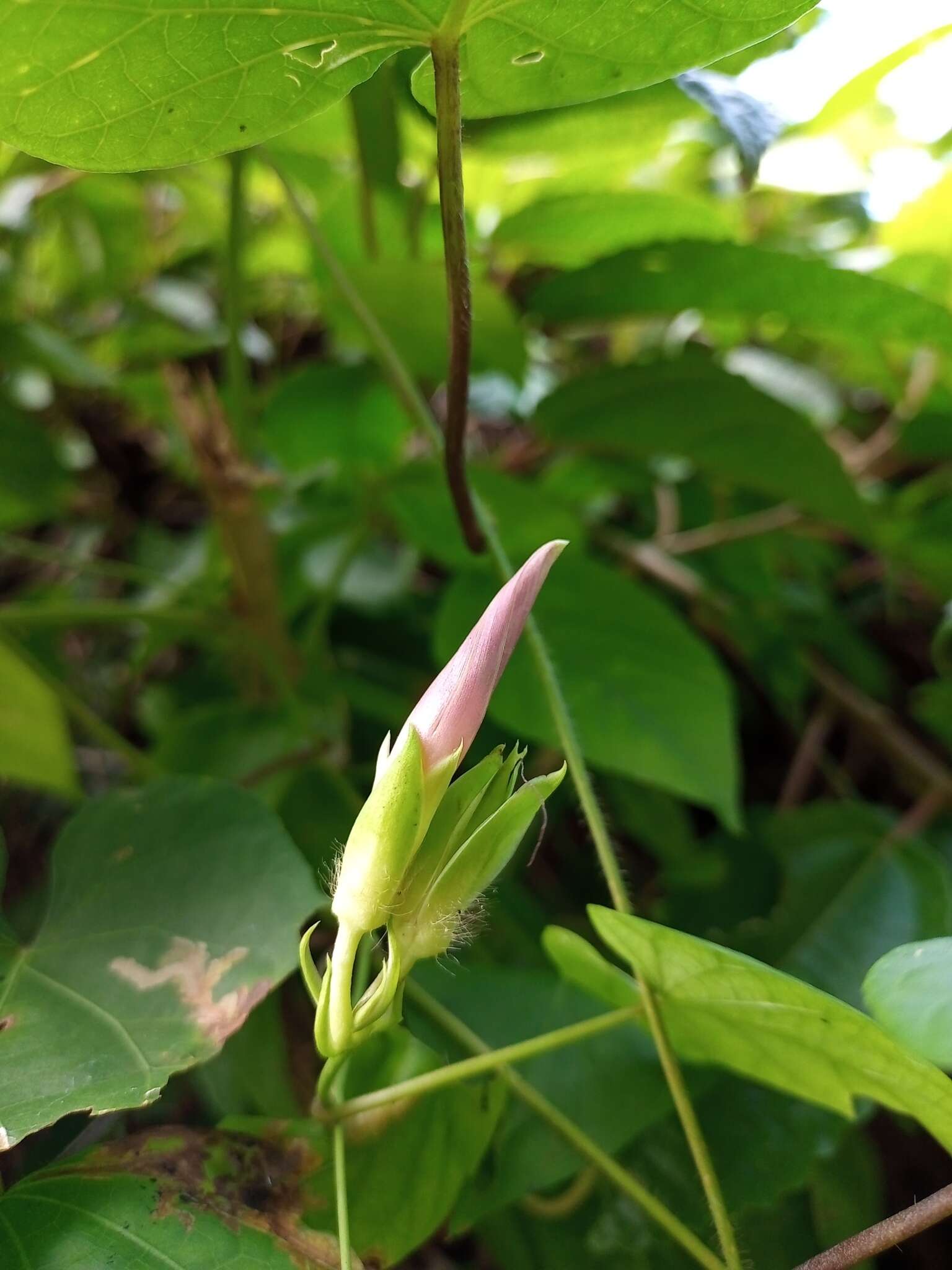 Image of Ipomoea variabilis (Schltdl & Cham.) Choisy