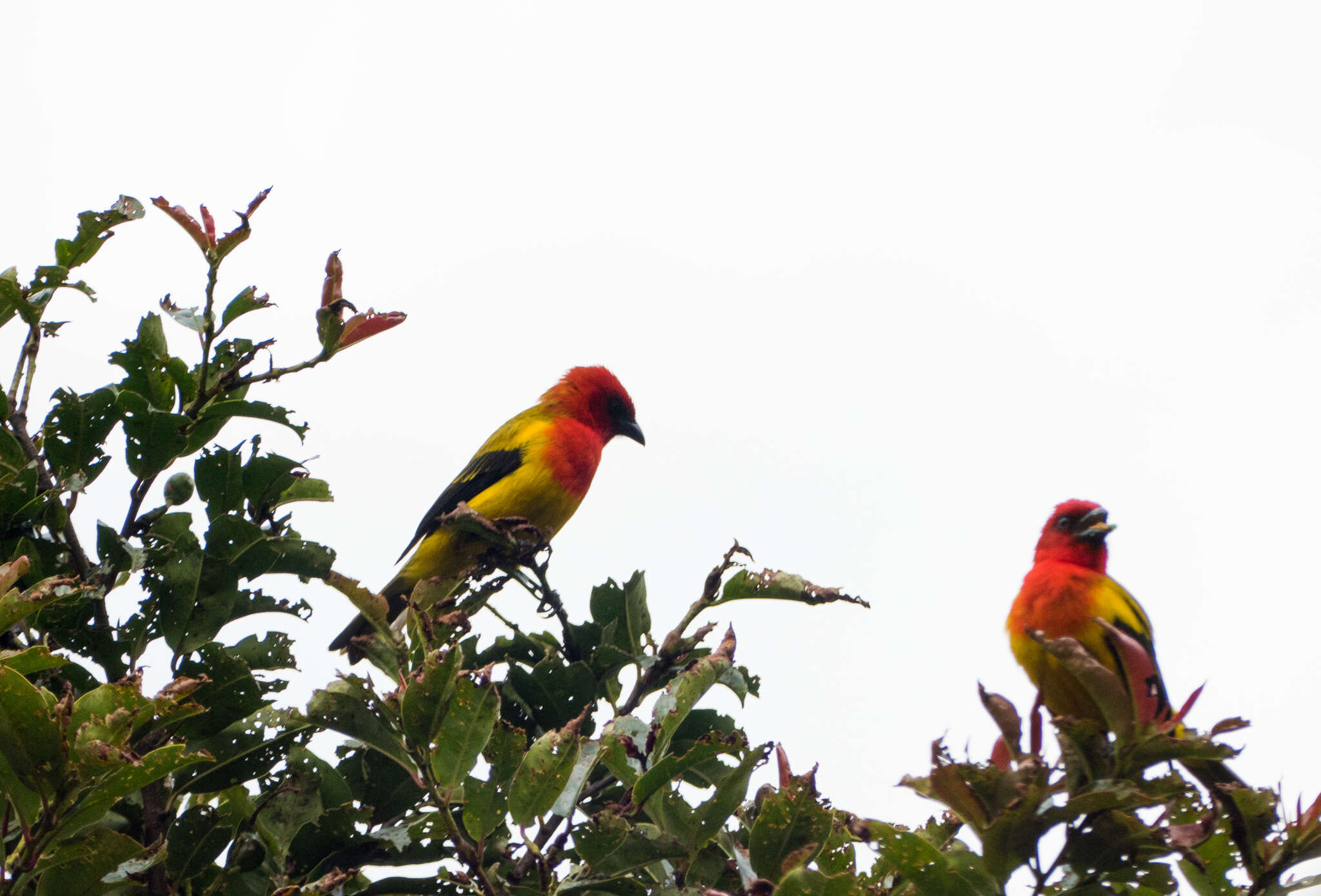 Image of Red-hooded Tanager