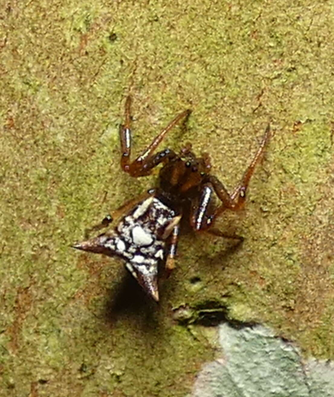 Image of Micrathena evansi Chickering 1960