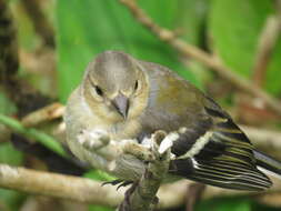 Image of Fringilla coelebs moreletti Pucheran 1859