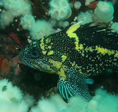 Image of China rockfish