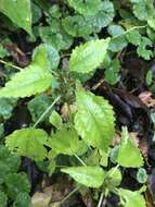 Image of Lesser Clearweed