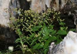 Image de Valeriana elongata Jacq.