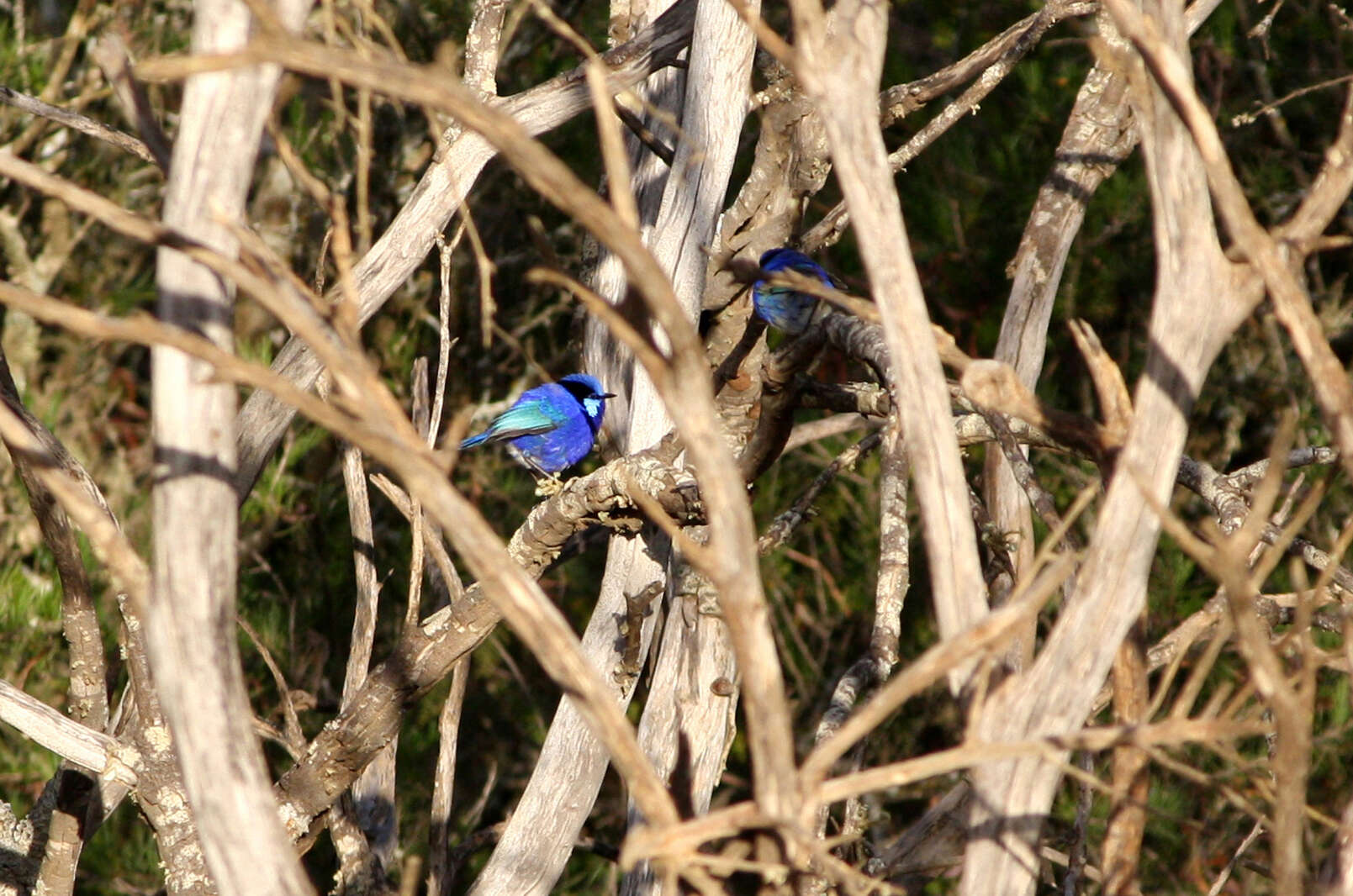 Image of Splendid Fairywren