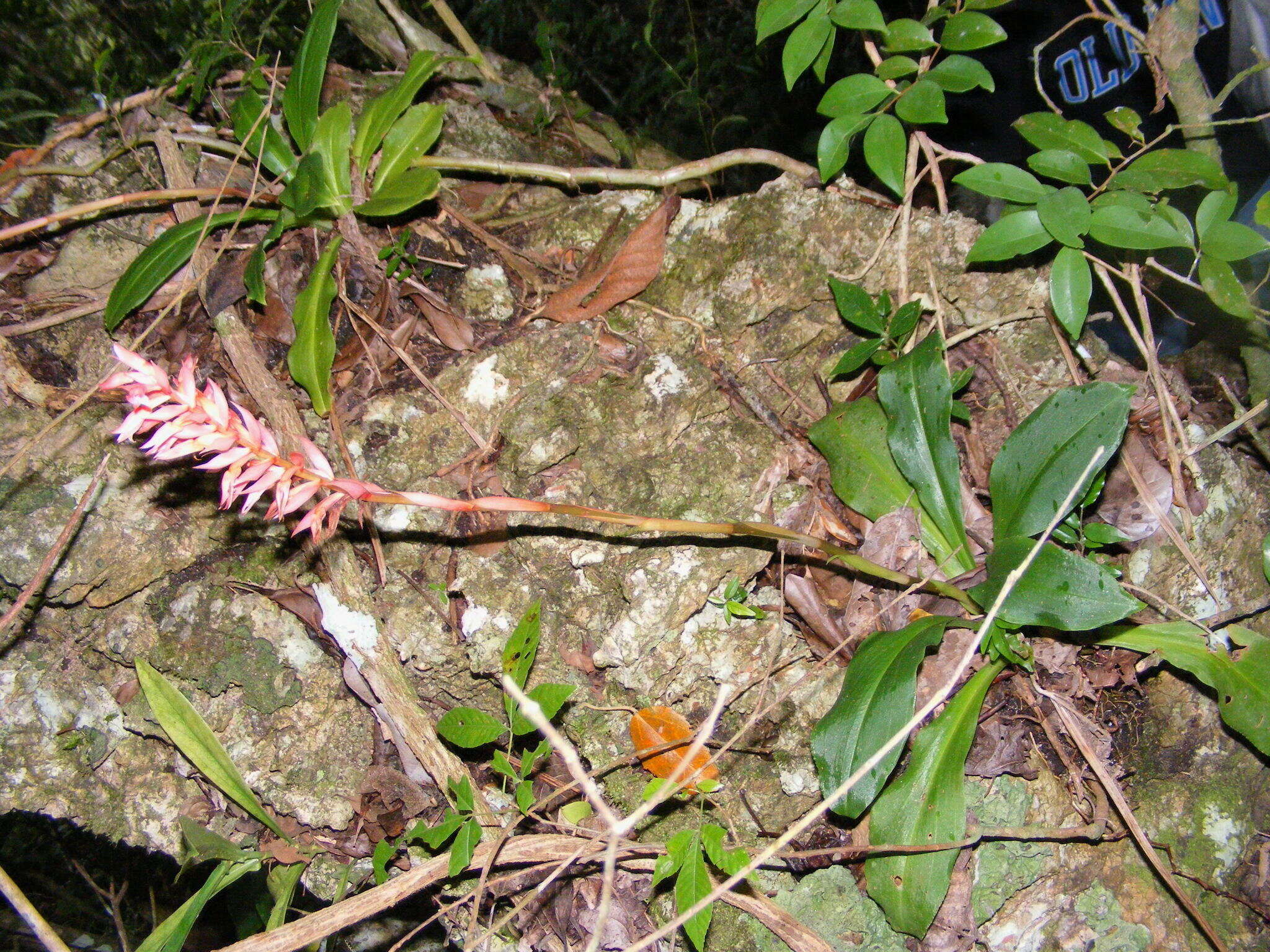 Stenorrhynchos speciosum (Jacq.) Rich.的圖片