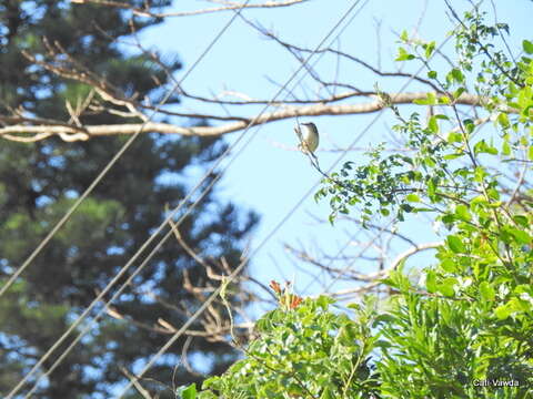 Image of Tawny-flanked Prinia