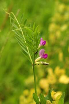 Image of garden vetch