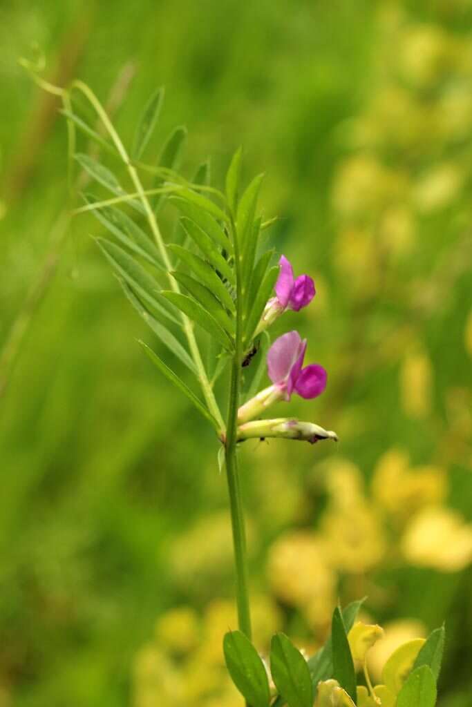 Imagem de Vicia sativa subsp. nigra (L.) Ehrh.