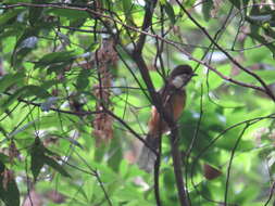 Image of White-throated Laughingthrush