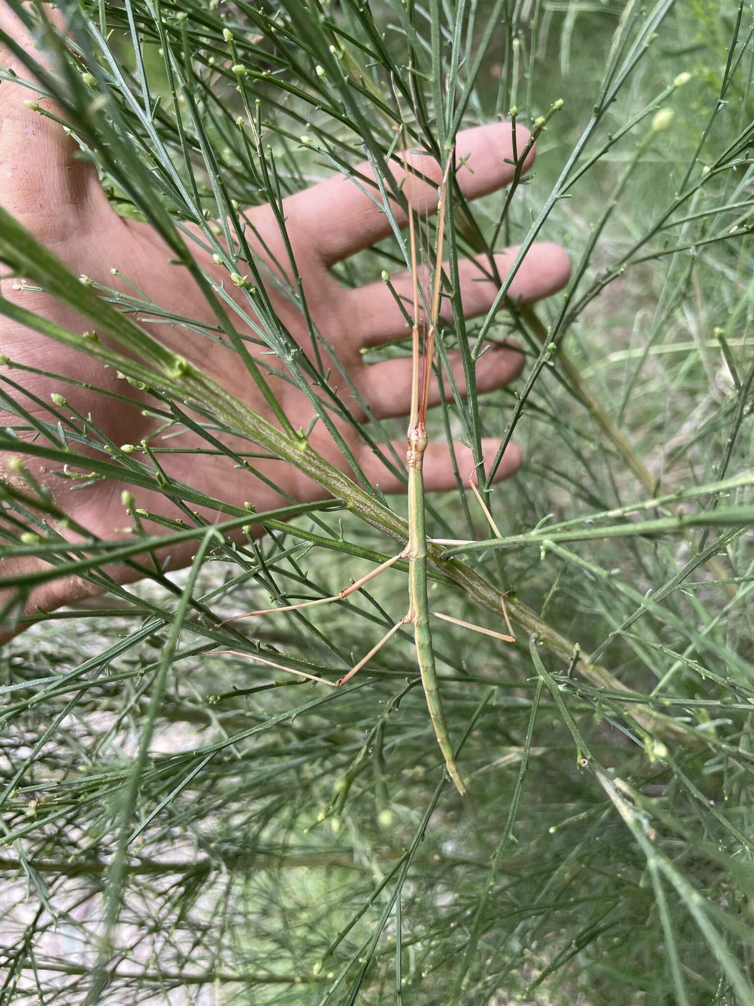 Image of Arizona Walkingstick