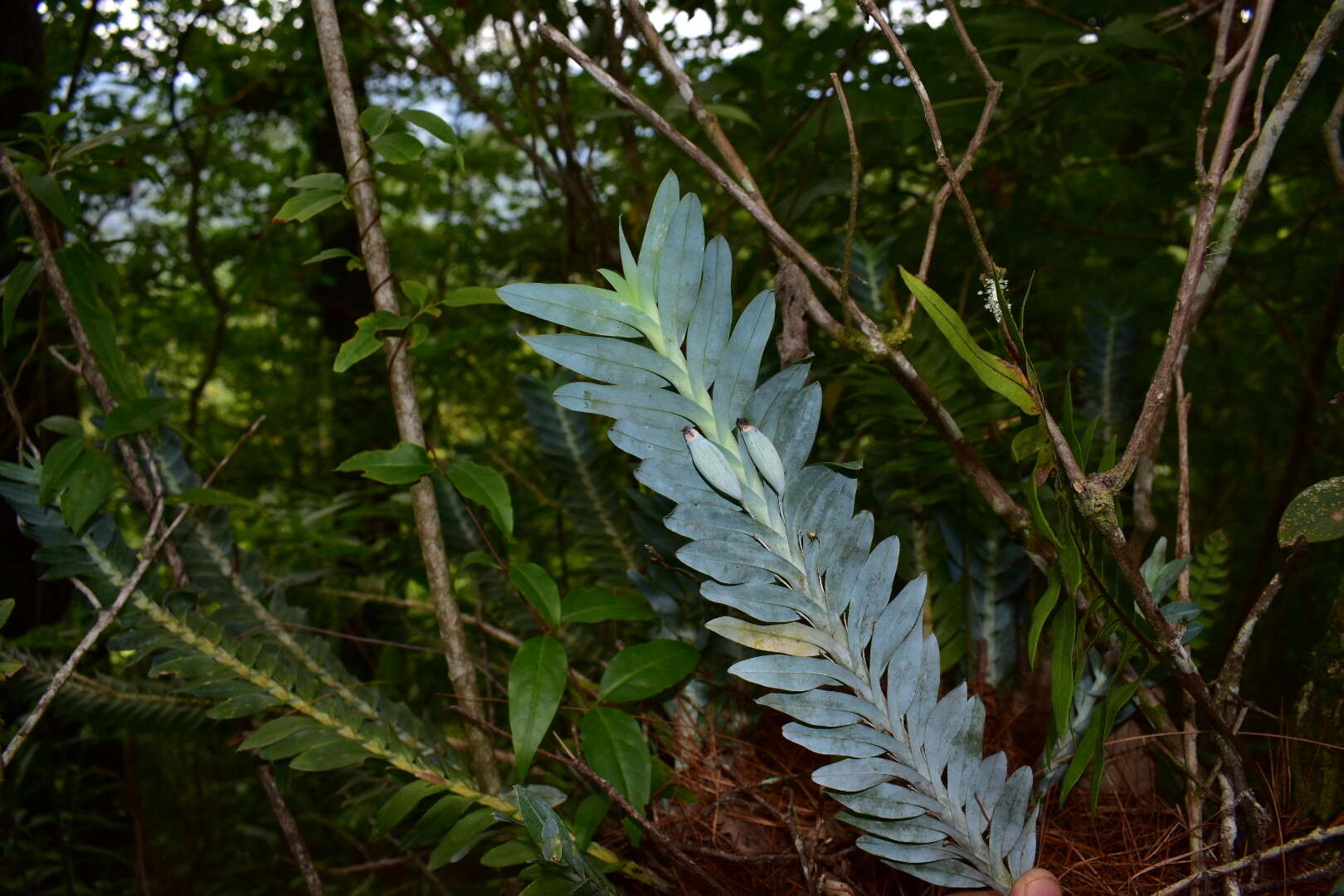 Imagem de Dichaea glauca (Sw.) Lindl.