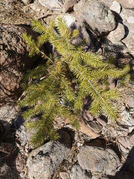 Image of Chihuahua Spruce