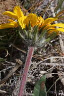 Image of serrate balsamroot