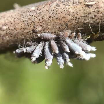 Image of Woolly Apple Aphid