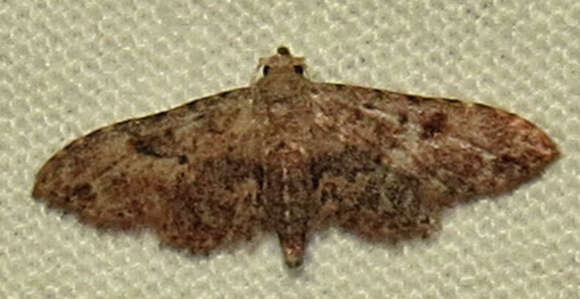 Image of Sigela Moth