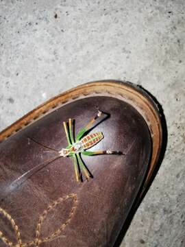 Image of Chestnut Short-wing Katydid