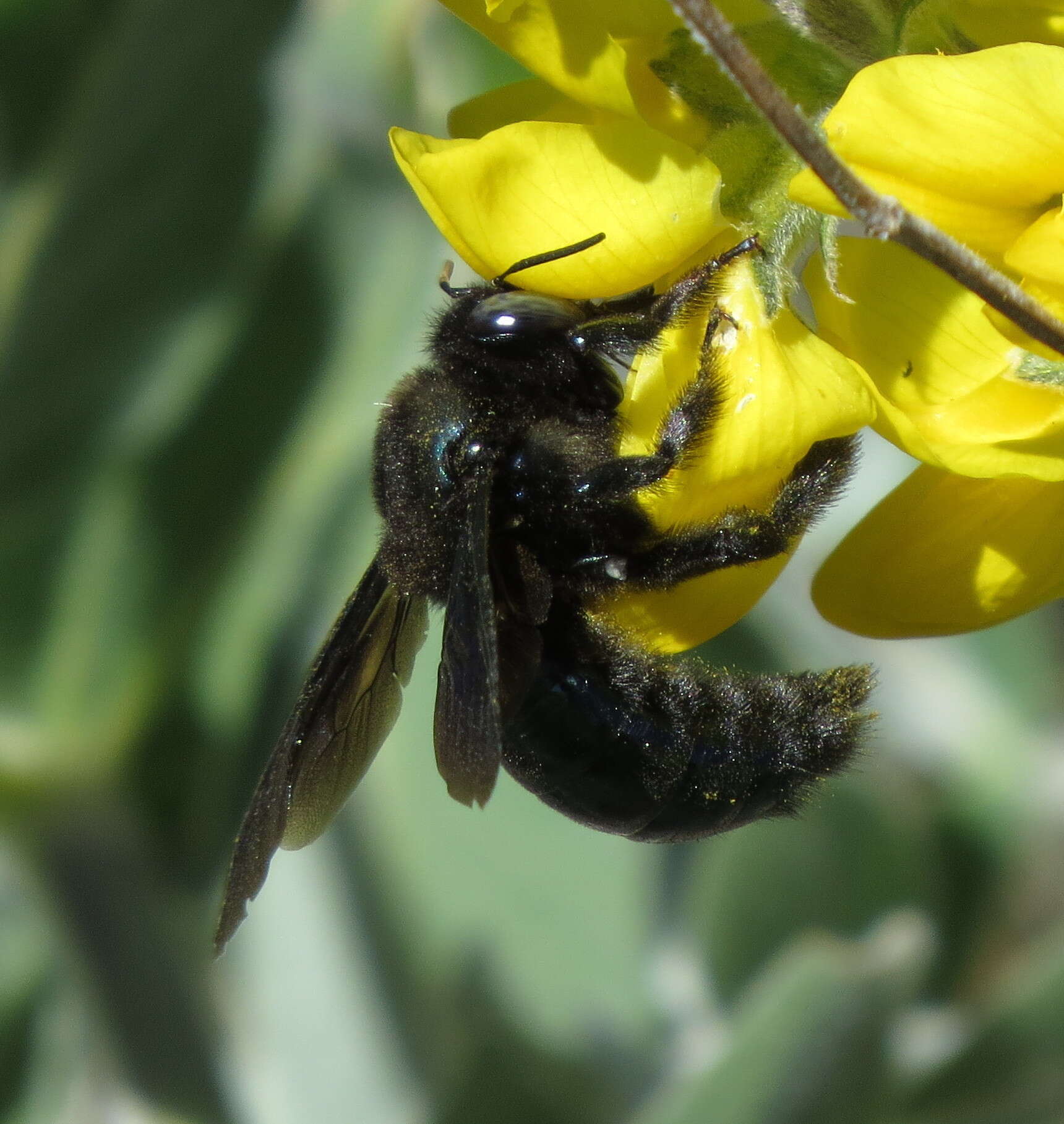 Image of Western Carpenter Bee