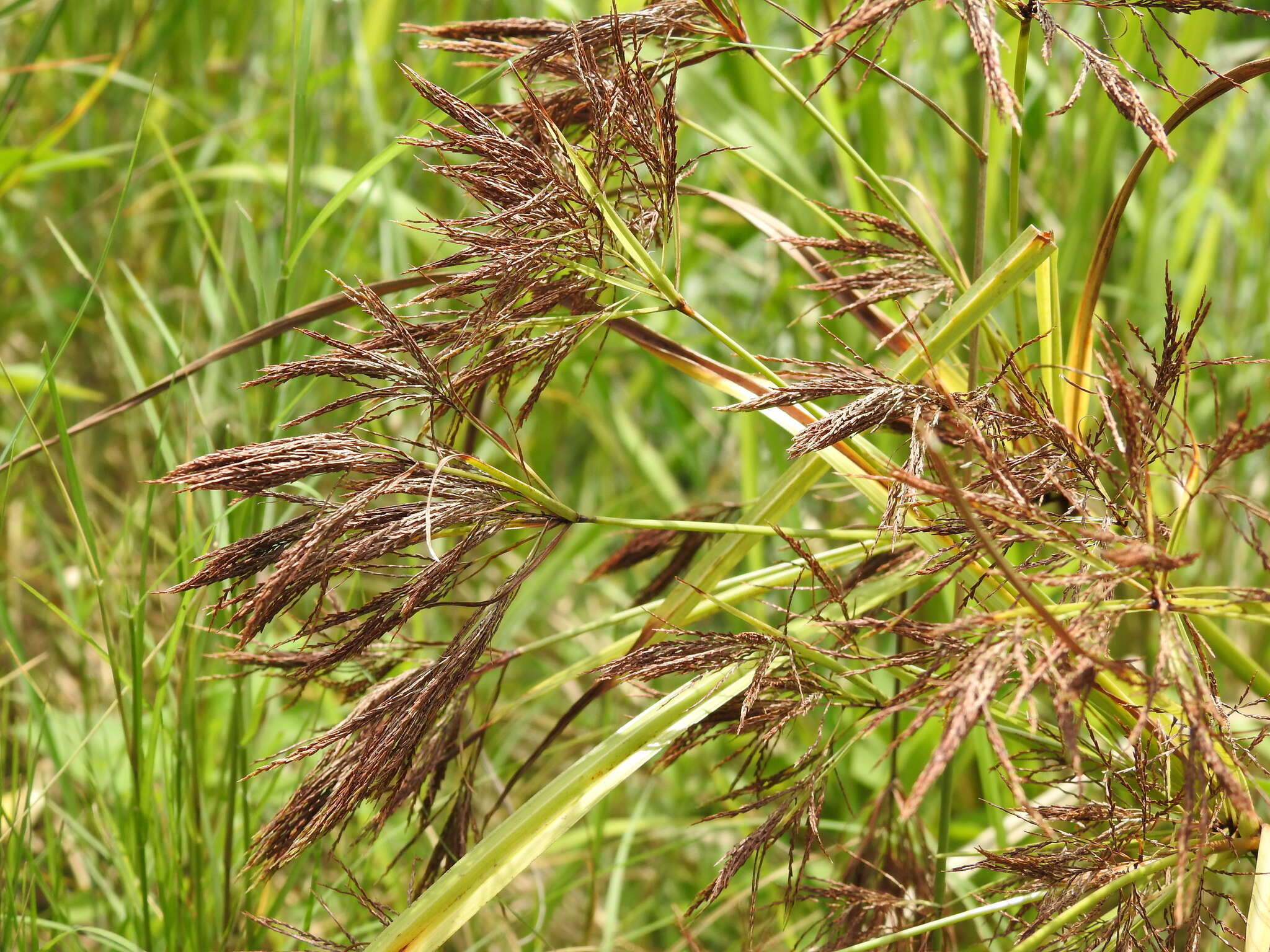 Cyperus nutans var. subprolixus (Kük.) Karth.的圖片