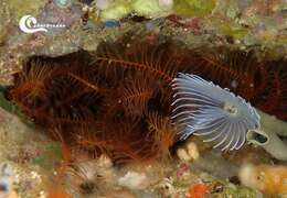 Image of rosy feather-star