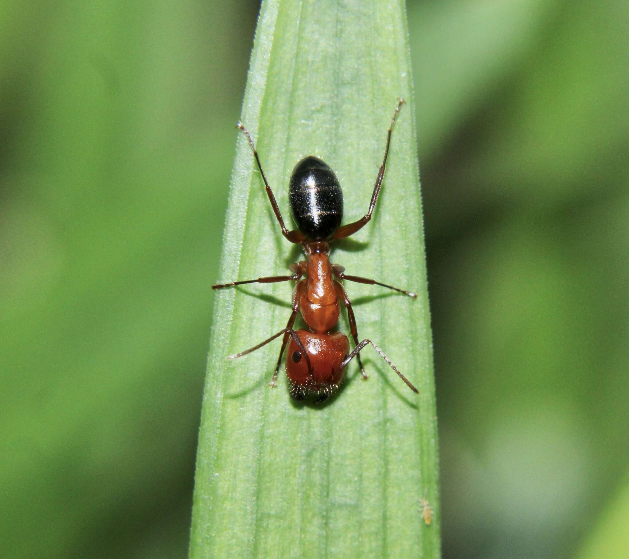 Image of Camponotus discolor (Buckley 1866)