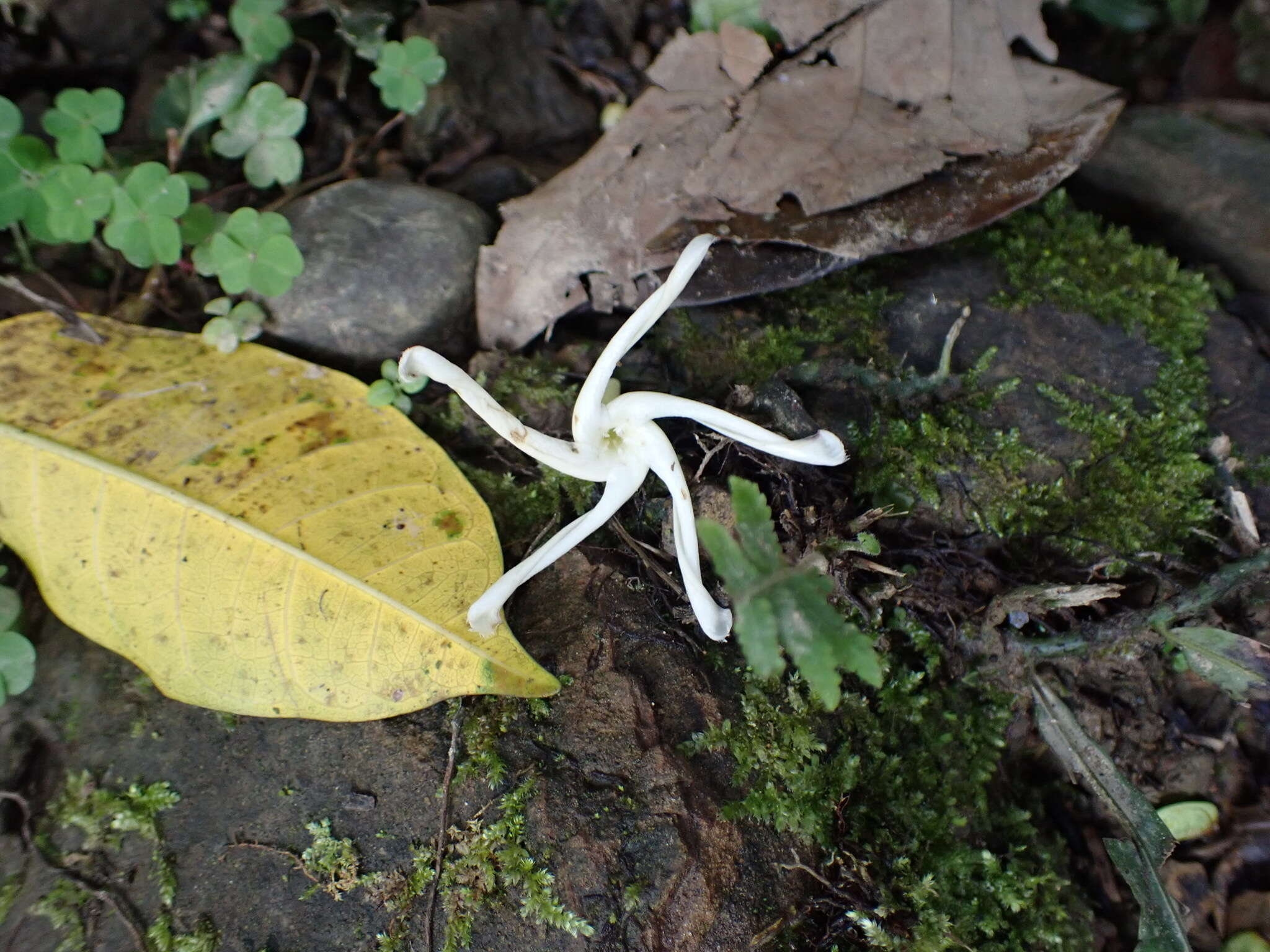 Image of Anodendron benthamianum Hemsl.