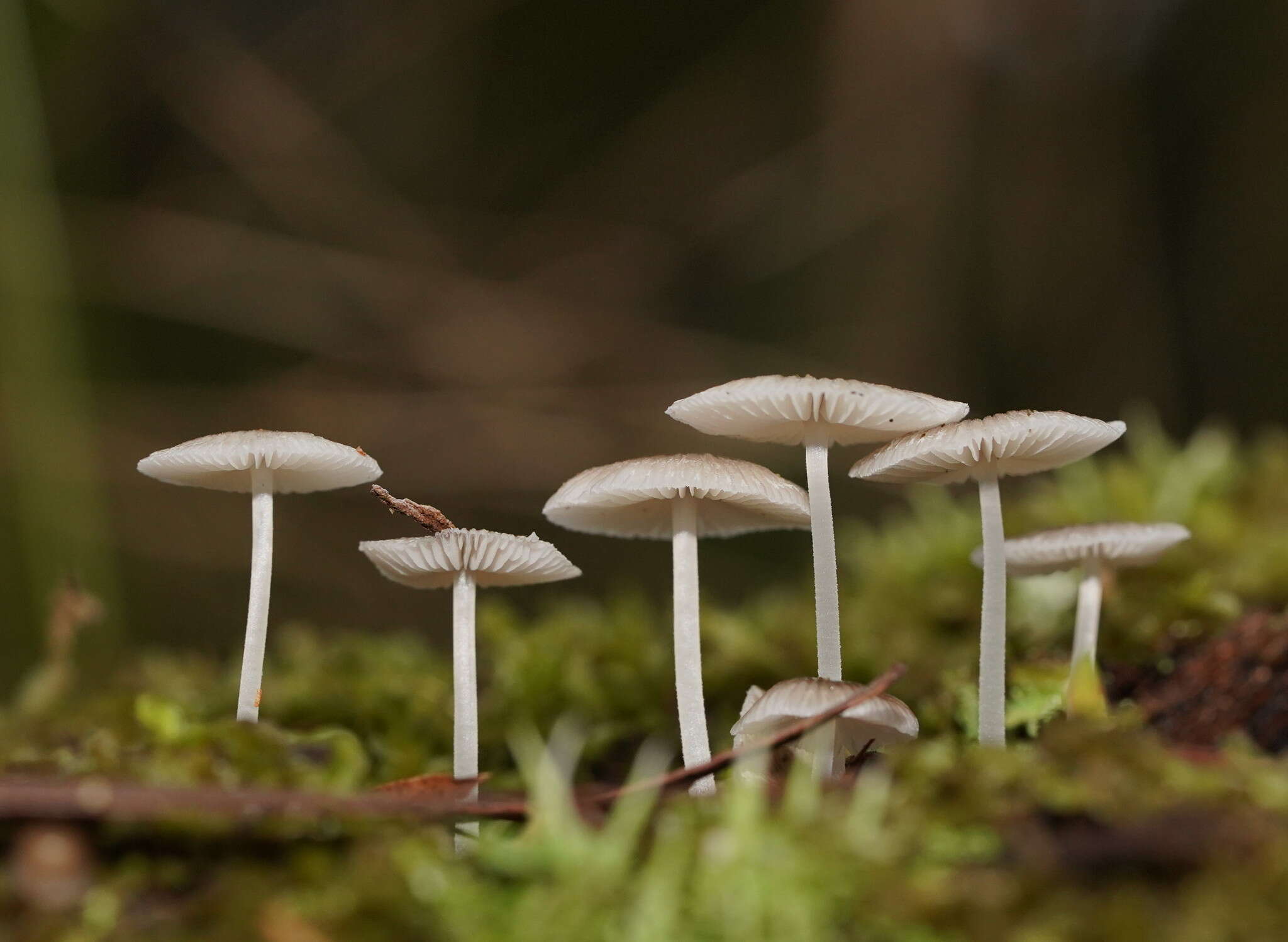 صورة Mycena fumosa Grgur. 2003