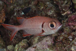 Image of Bigscale Soldierfish