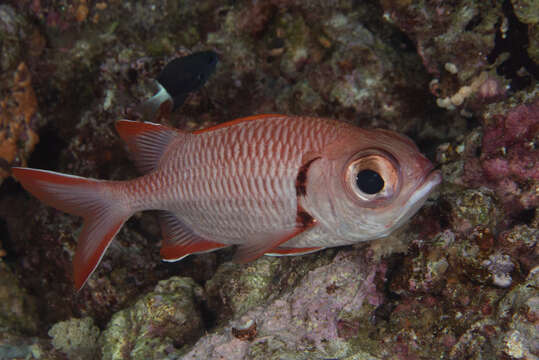 Image of Bigscale Soldierfish