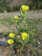 Imagem de Oenothera villosa Thunb.