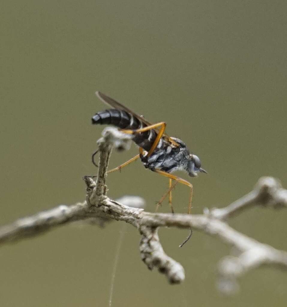 Image of Taenogerella platina Winterton, Irwin & Yeates 1999