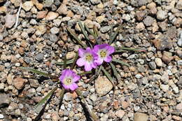 Image of Calandrinia colchaguensis Barn.