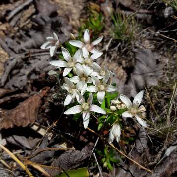 Image of Lysimachia alternifolia (Cav.)