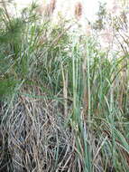 Cortaderia jubata (Lemoine) Stapf的圖片