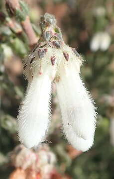 Image of Erica pectinifolia var. pectinifolia