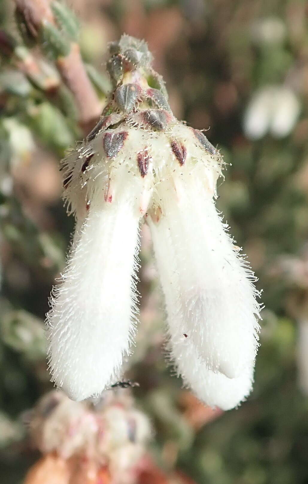 Image of Erica pectinifolia var. pectinifolia