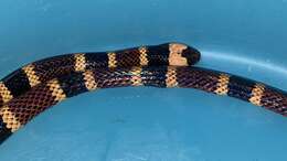 Image of Allen's Coral Snake