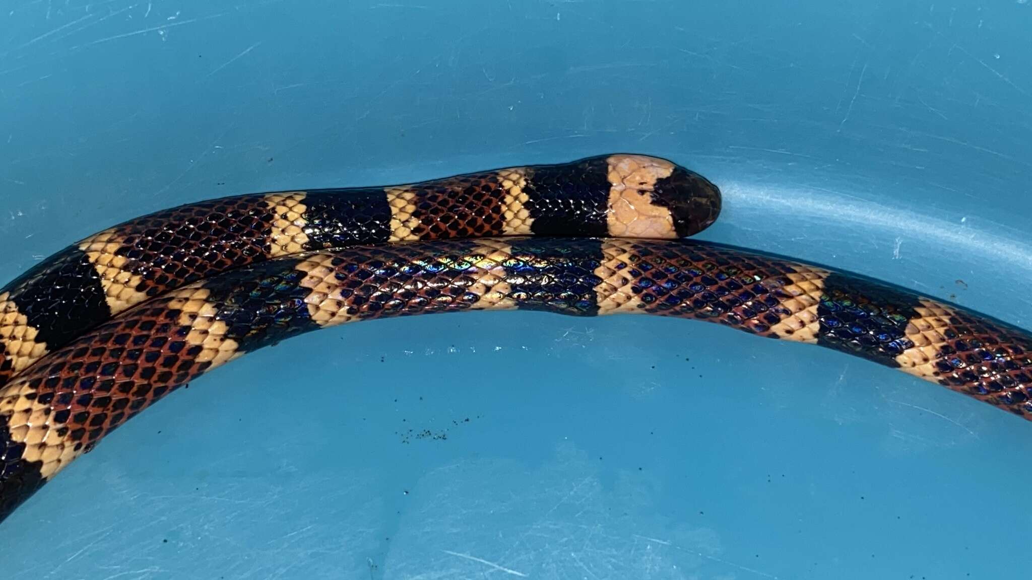 Image of Allen's Coral Snake