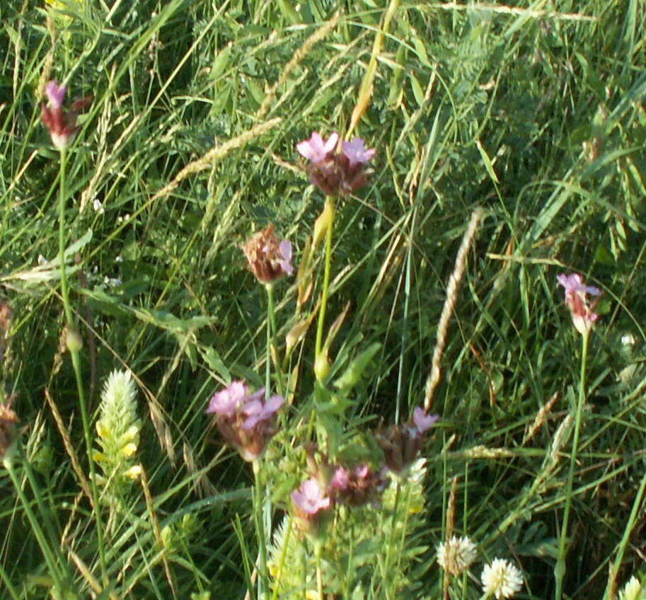 Image of Dianthus capitatus subsp. andrzejowskianus Zapal.
