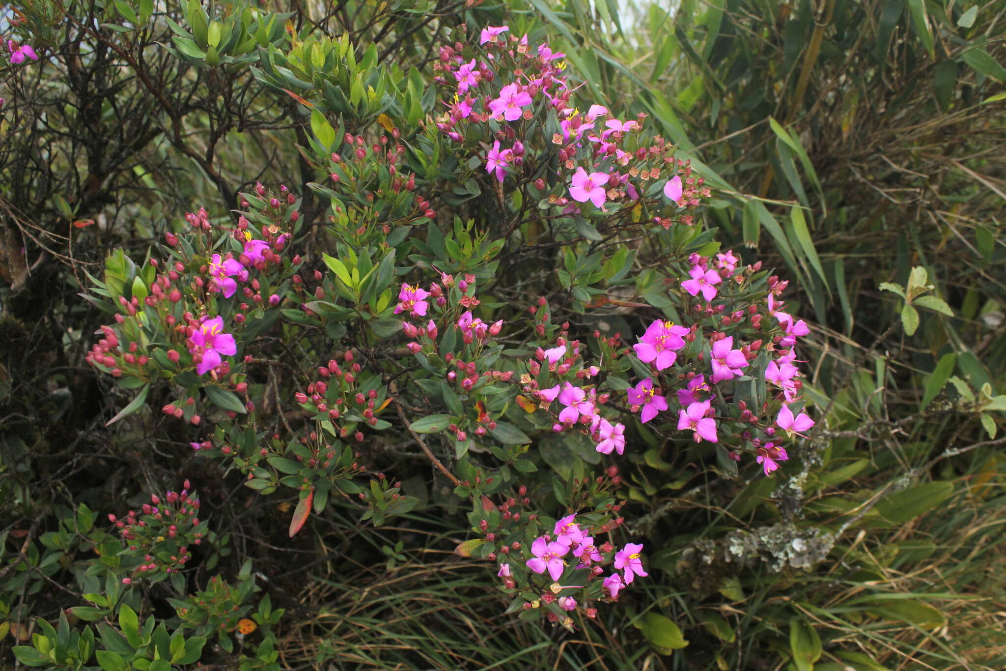 Слика од Bucquetia glutinosa (L. fil.) DC.