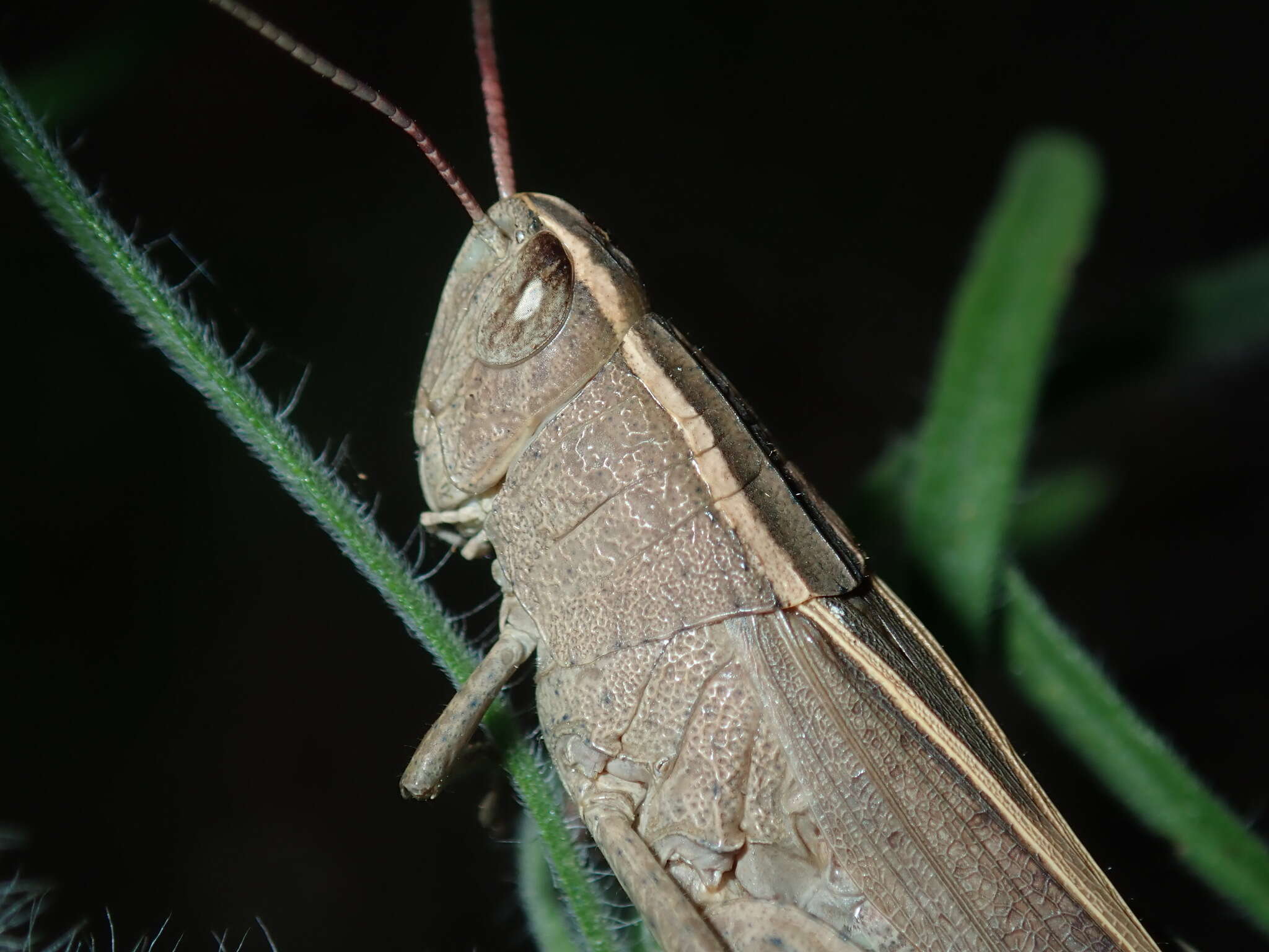 Apotropis tricarinata (Stål 1878) resmi