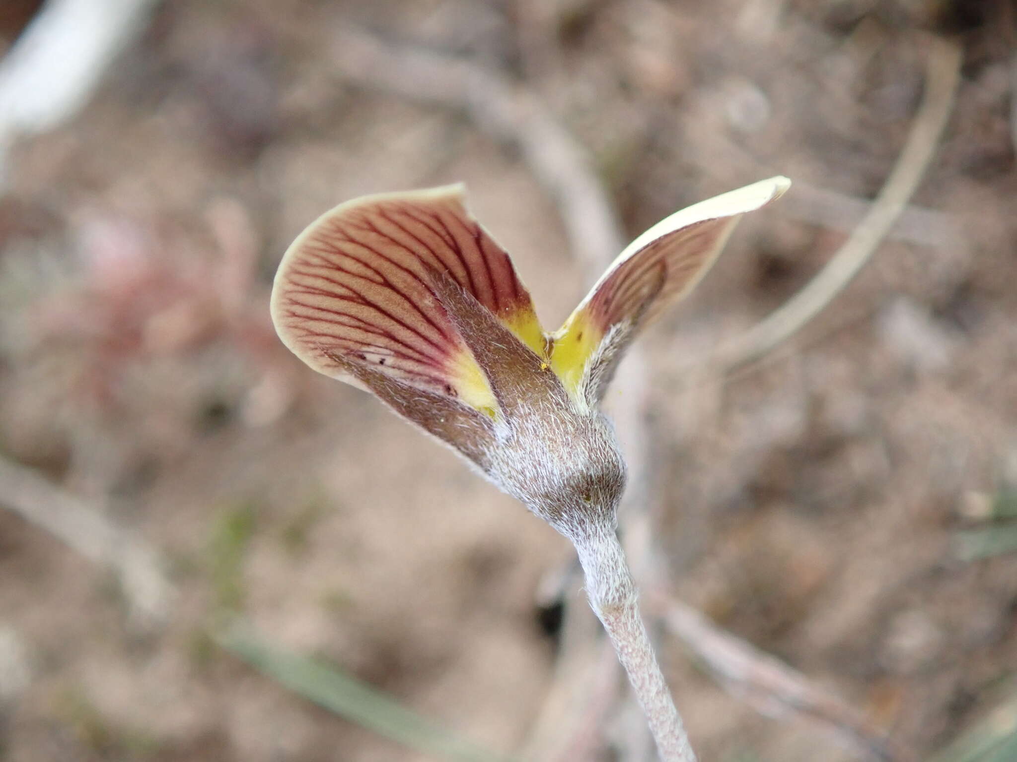 Image of Lotononis acuminata Eckl. & Zeyh.