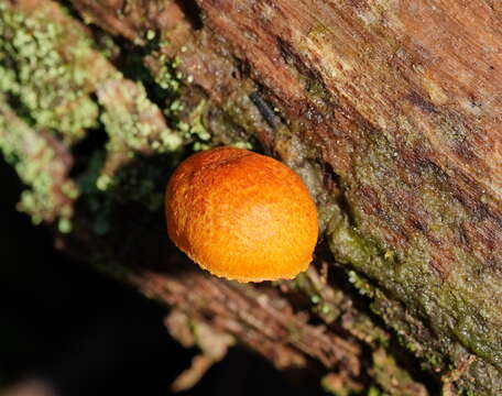 Image of Pholiota eucalyptorum (Cleland) Singer 1952