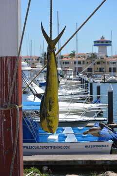 Image of dolphinfishes