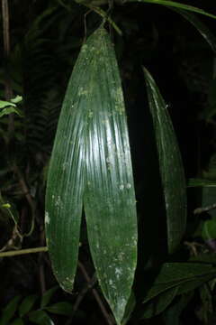 Image of Evodianthus funifer (Poit.) Lindm.