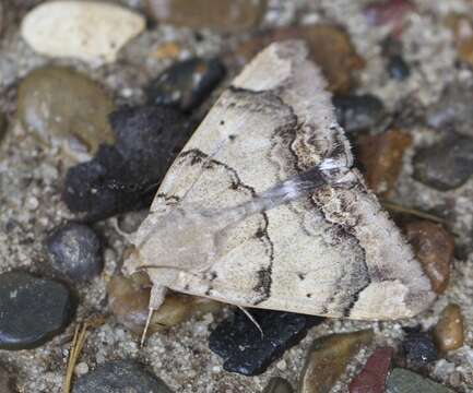 Achaea janata (Linnaeus 1758) resmi