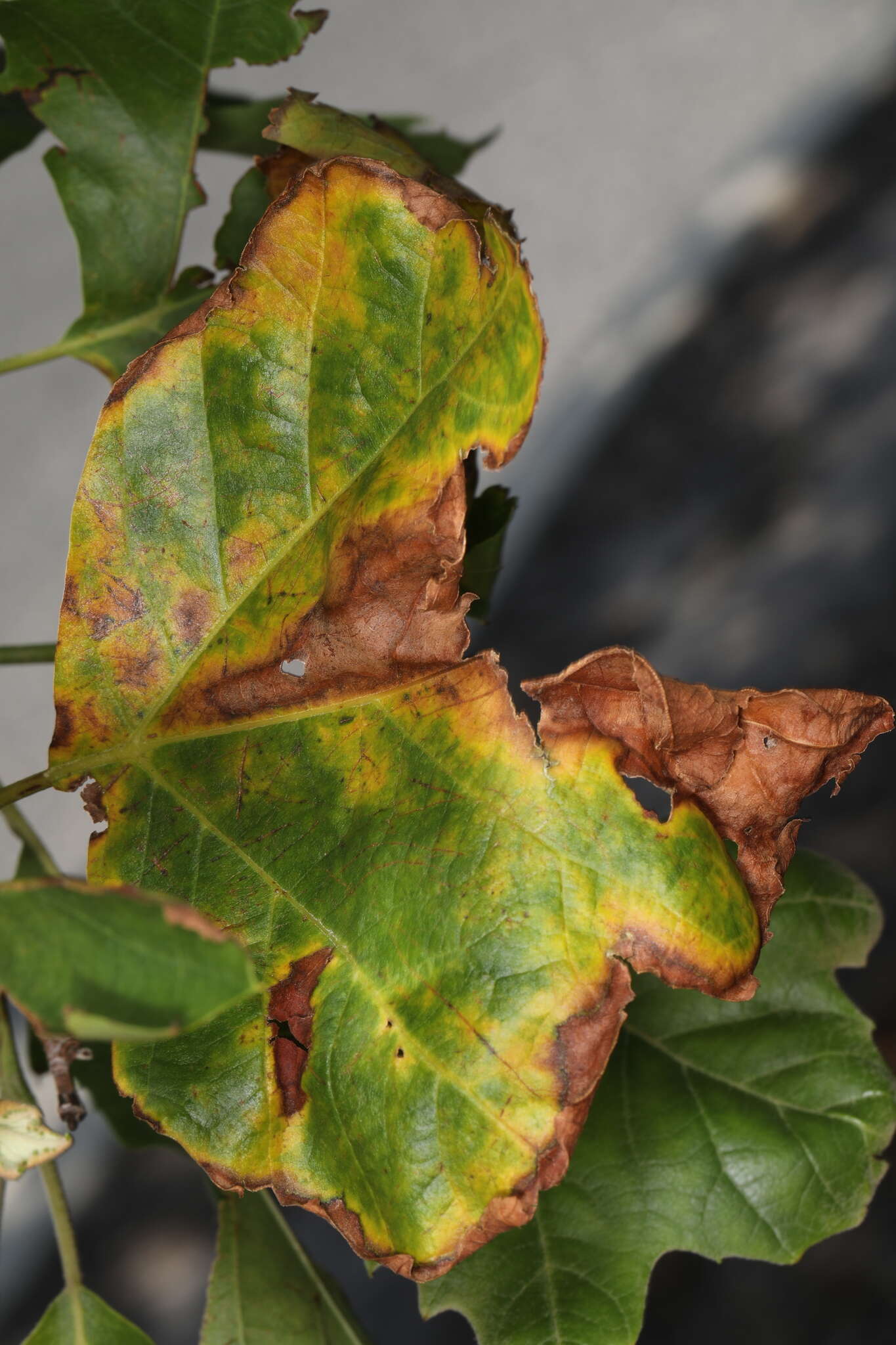 Image of Plane anthracnose