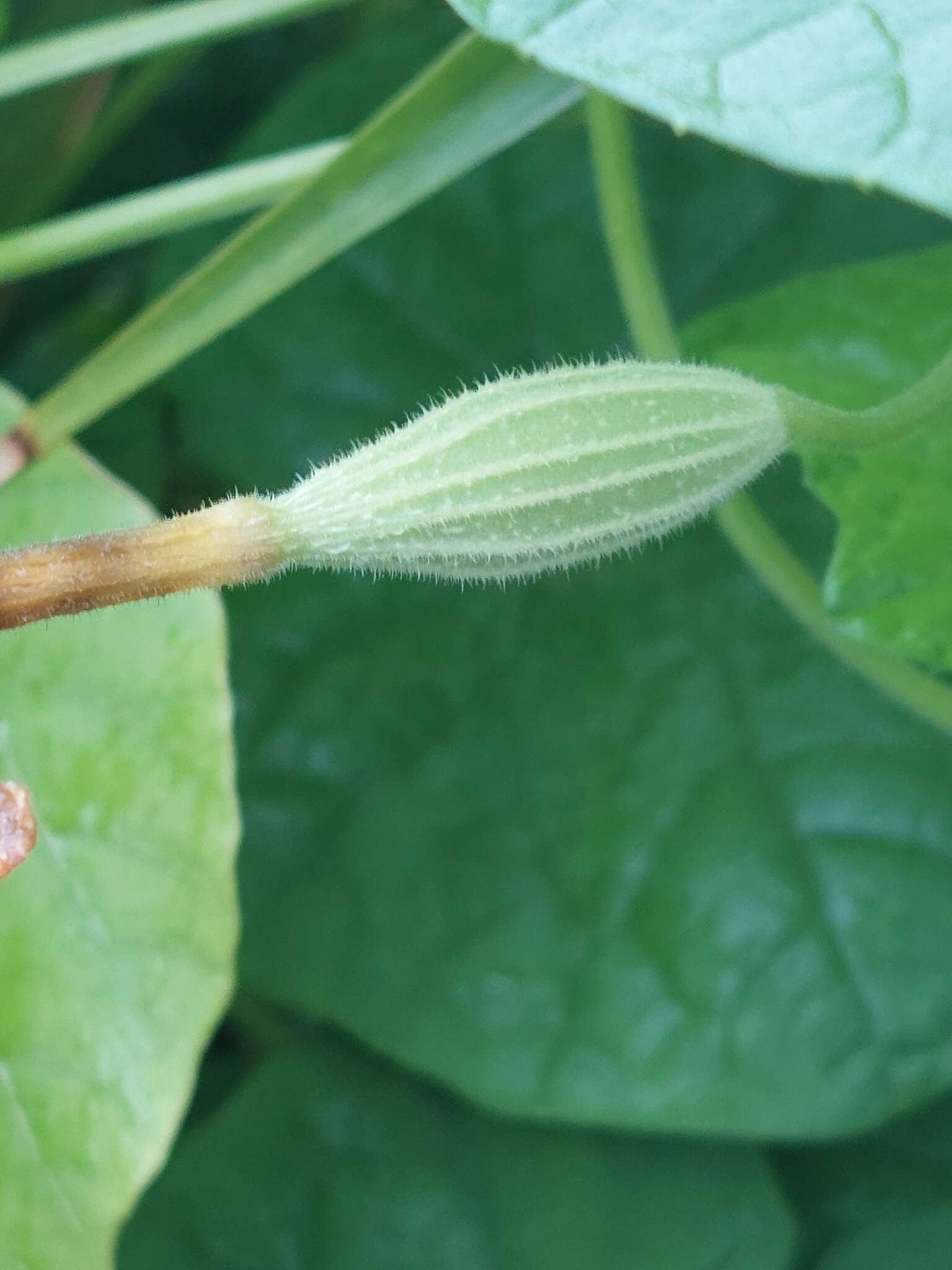 Image of Trichosanthes cochinchinensis (Lour.) M. Roem.